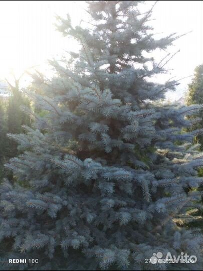 Голубая ель