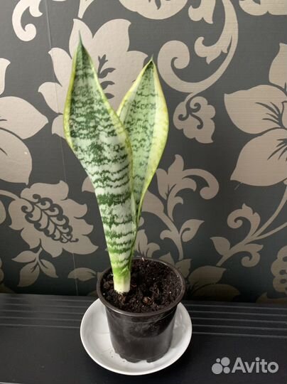 Комнатные растения