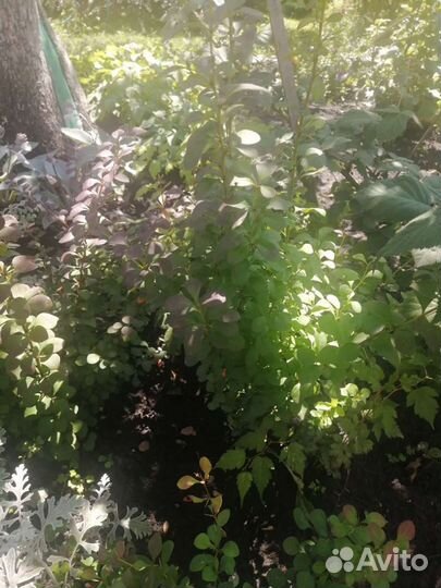 Саженцы барбариса