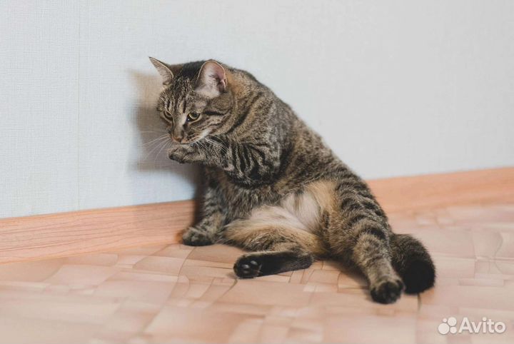 Кошка Егоза ищет дом