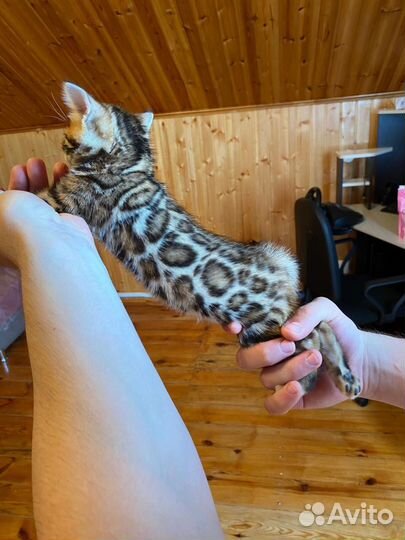 Бенгальские котята