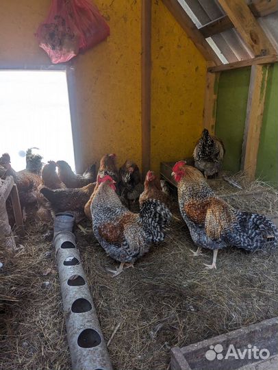 Инкубационное яйцо Билефельдер