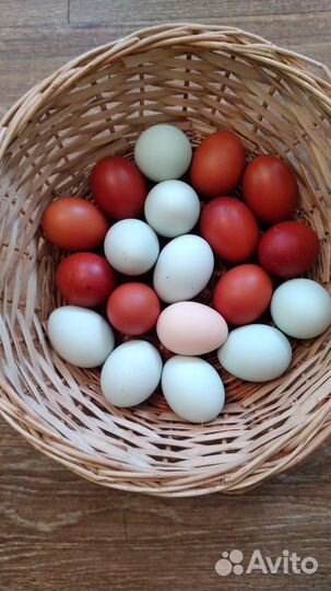 Курочек нет,яйцо маран, яйцо голубое