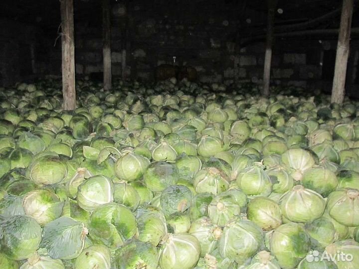 Капуста оптом и в розницу