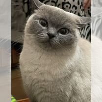 Пропала кошка, Сочи