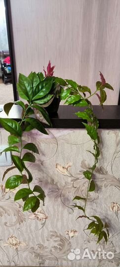 Листовые кактусы