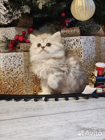 Очаровательная малышка хайленд страйт