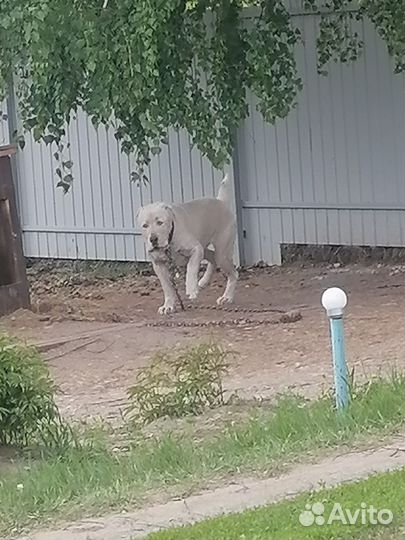 Сао алабай на вязку