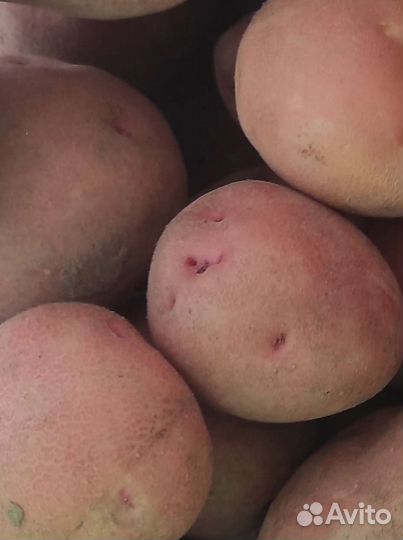 Картофель со своего огорода