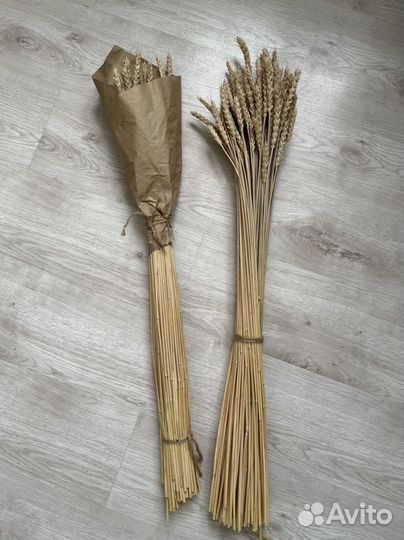 Сухоцветы для творчества