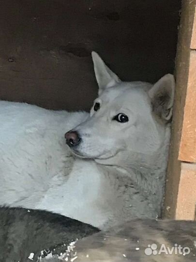 Шанс на жизнь
