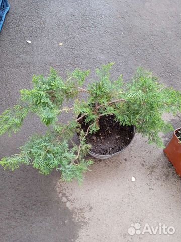 Можжевельник