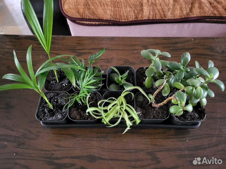 Комнатные растения