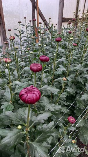 Хризантема, корни. Бигуди