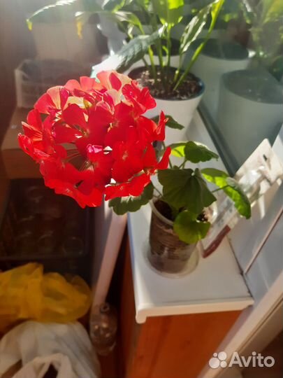 Герань пеларгония