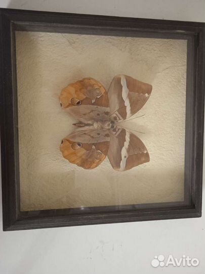 Бабочка Бархатница