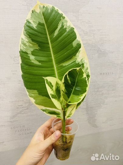 Фикус эластика Тинеке