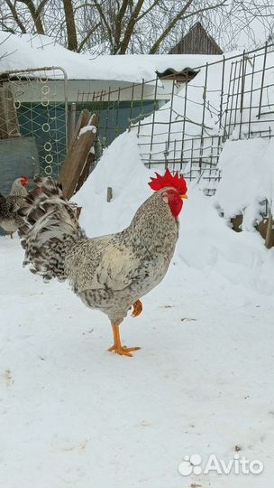 Борковская барвистая инкубационное яйцо