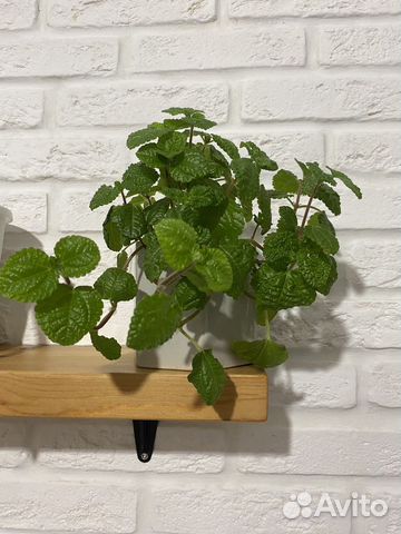 Пилея монетолистная купить в Перми | Товары для дома и дачи | Авито