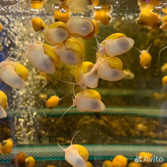 Аквариумные рыбки гуппи, ампулярии, анцитрусы