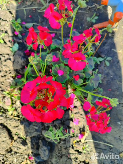 Пеларгонии сортовые
