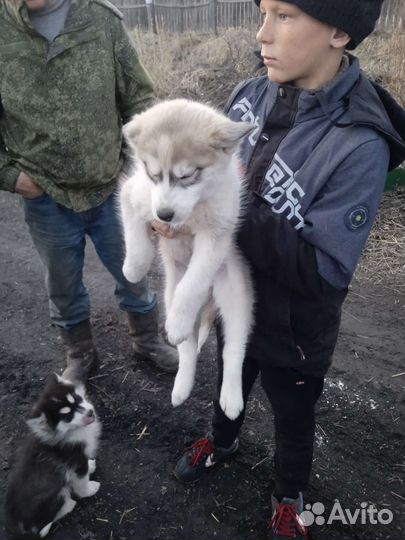 Аляскинский маламут щенки