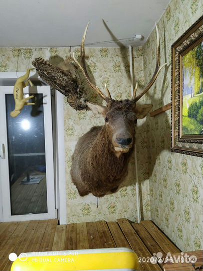 Голова марала