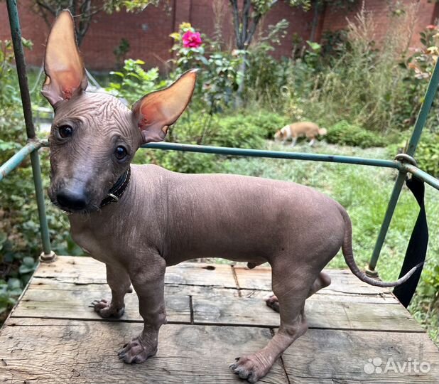 Мексиканская голая собака (Ксолоитцкуинтли)