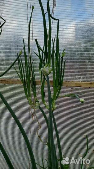 Лук многоярусный