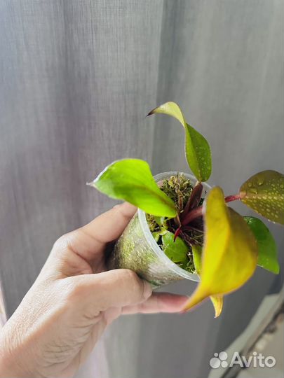 Филодендроны вариегатные