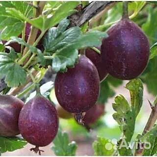 Крыжовник Африканец