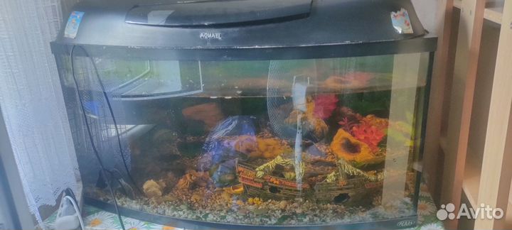 Аквариум и две рыбки