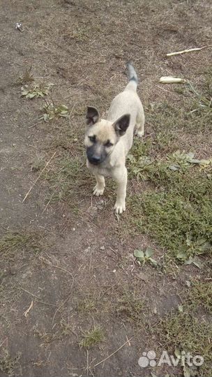 В добрые руки