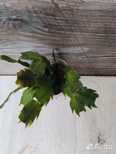 Декабрист (шлюмбергера) белый