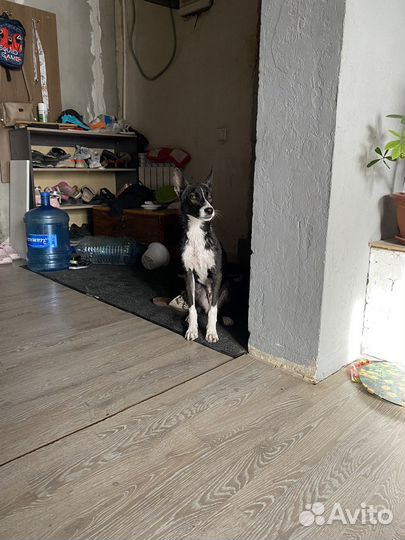 Щеночек в добрые руки