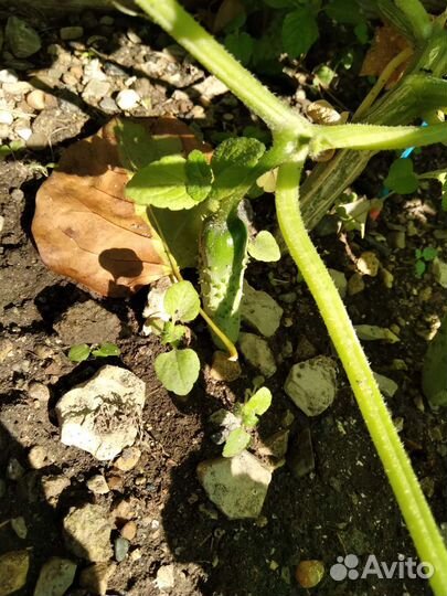 Огурцы соленые