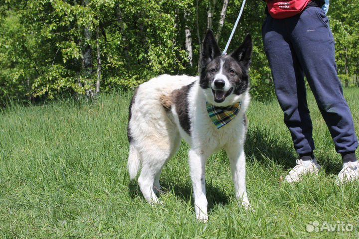 Пес ищет хозяина