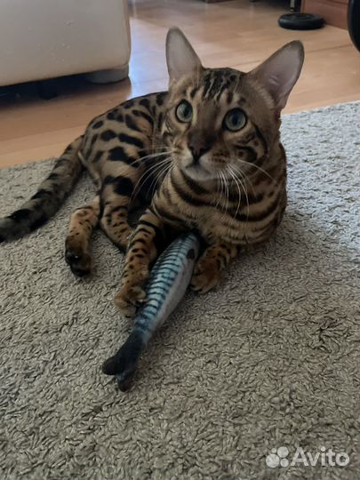 Бенгальский кот на вязку