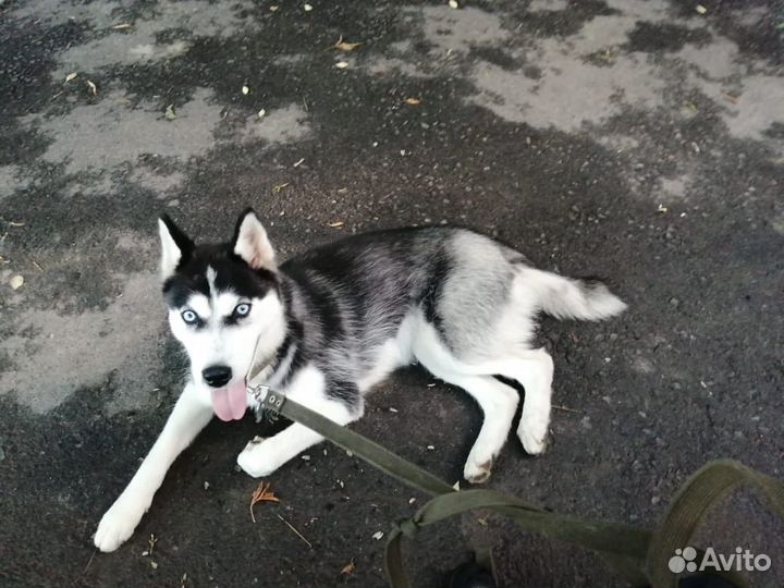 Сибирский хаски