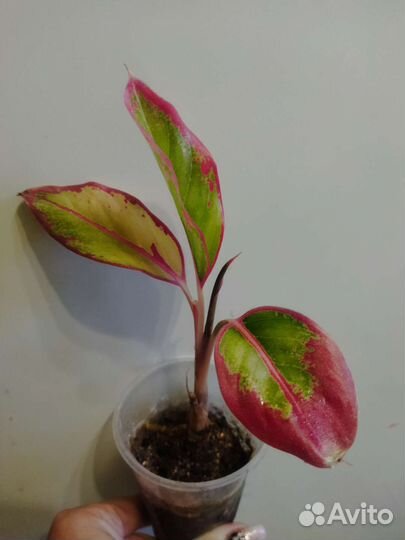 Монстера, сигнониумы, аглаонема