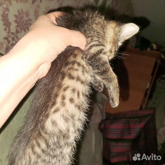 Котята-100