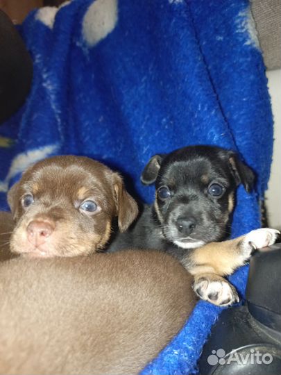 Щенки той терьер