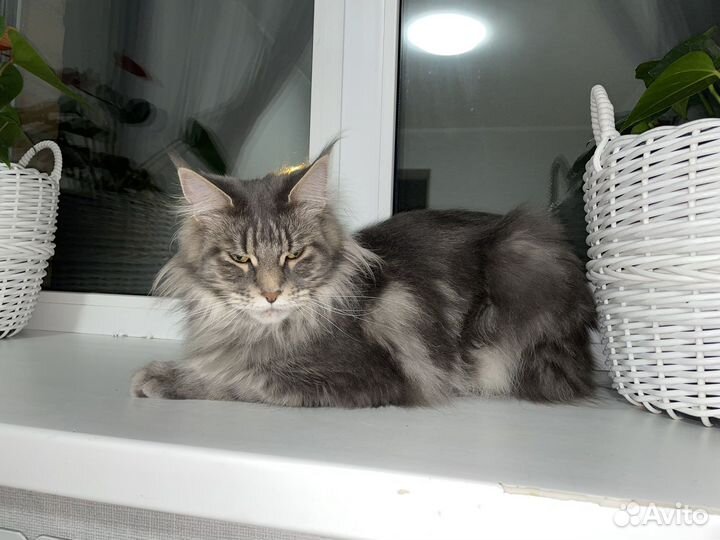 Мейн кун кошка