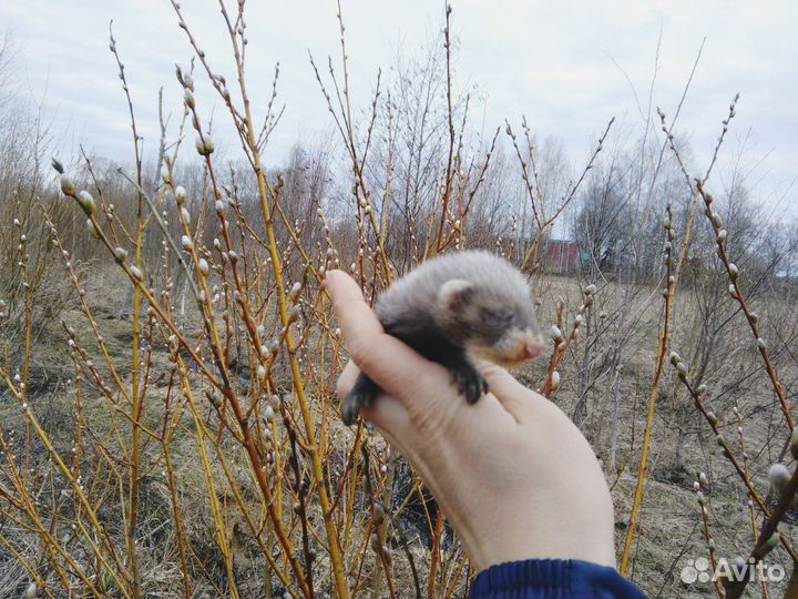 Хорек. Норка. Соболь. Ласка. Доставка