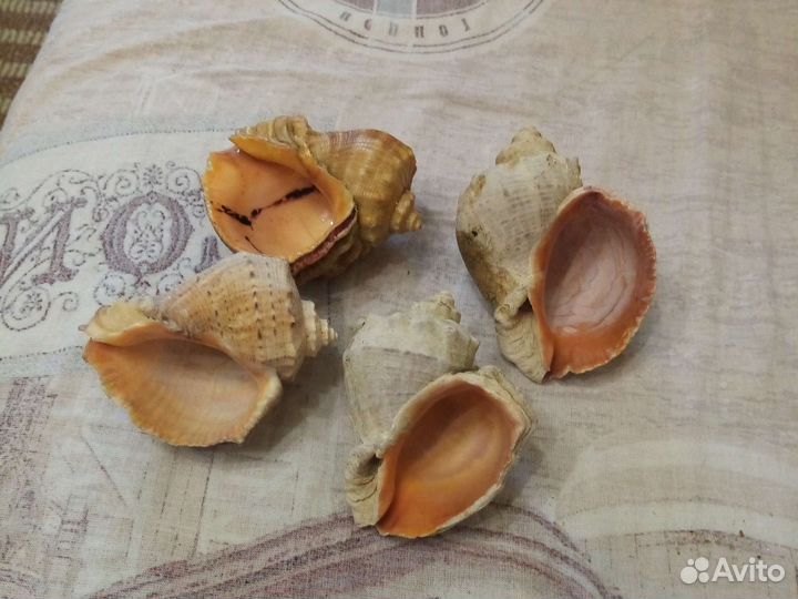 Морские ракушки большие