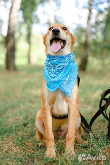 Весёлый щенок Крекер