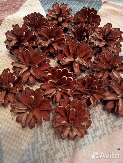 Шишки сосновые