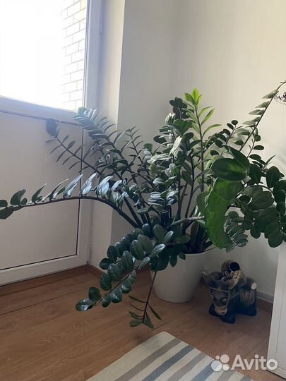 Продам цветы комнатные