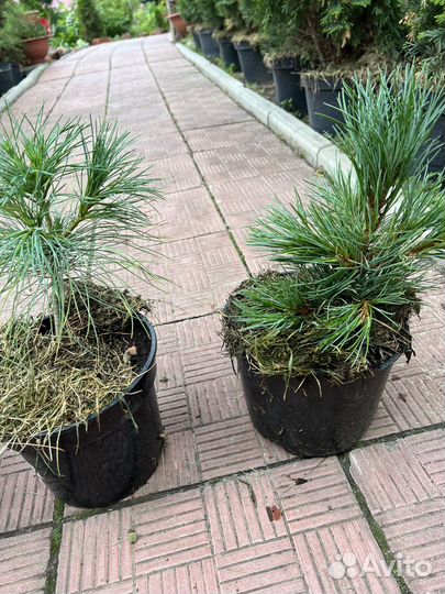 Сосна Веймутова