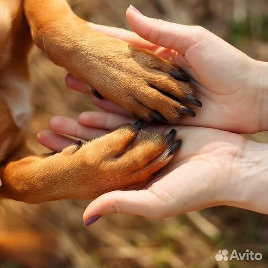Воск для лапок собак